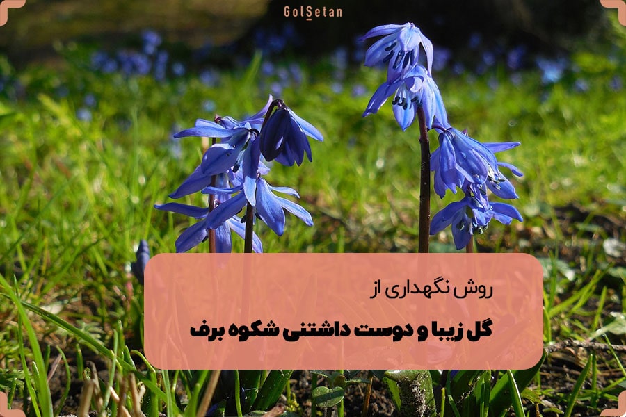 روش نگهداری گل زیبا و دوست داشتنی شکوه برف