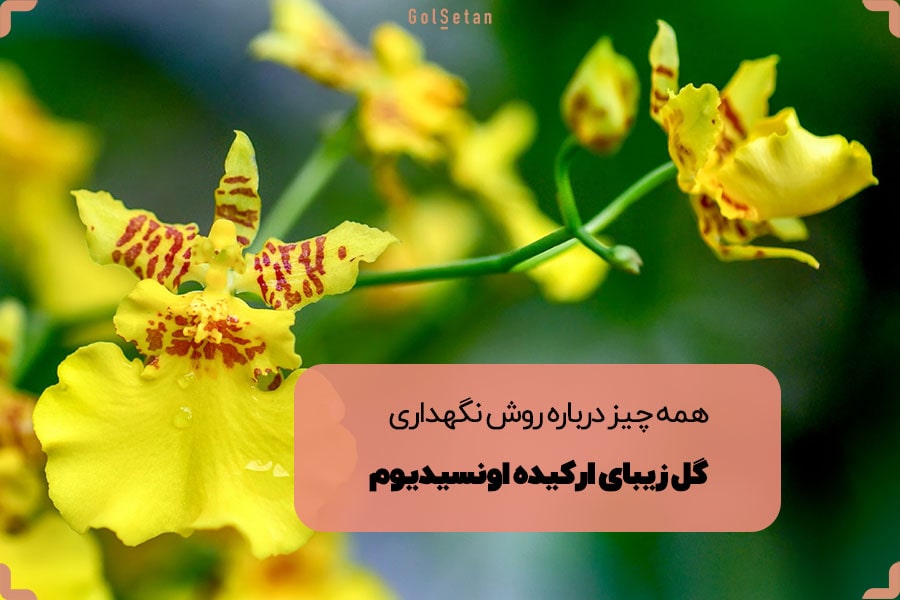 همه چیز درباره روش نگهداری گل زیبای ارکیده اونسیدیوم