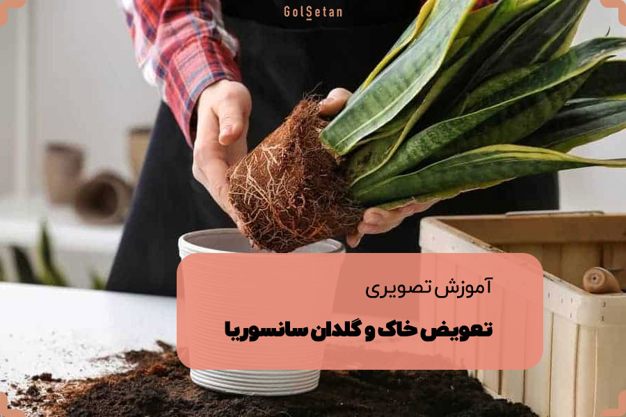 آموزش تصویری تعویض خاک و گلدان سانسوریا
