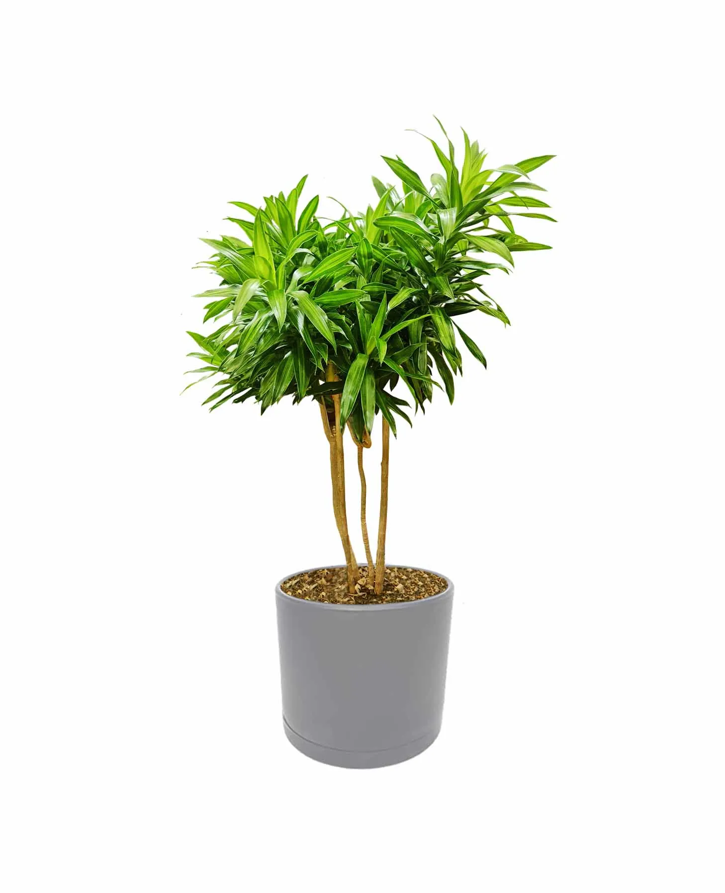 گیاه اسپاتی فیلوم