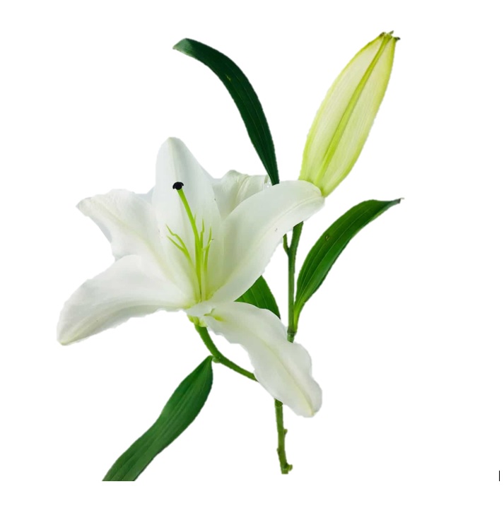 شاخه-گل-لیلیوم-سفید