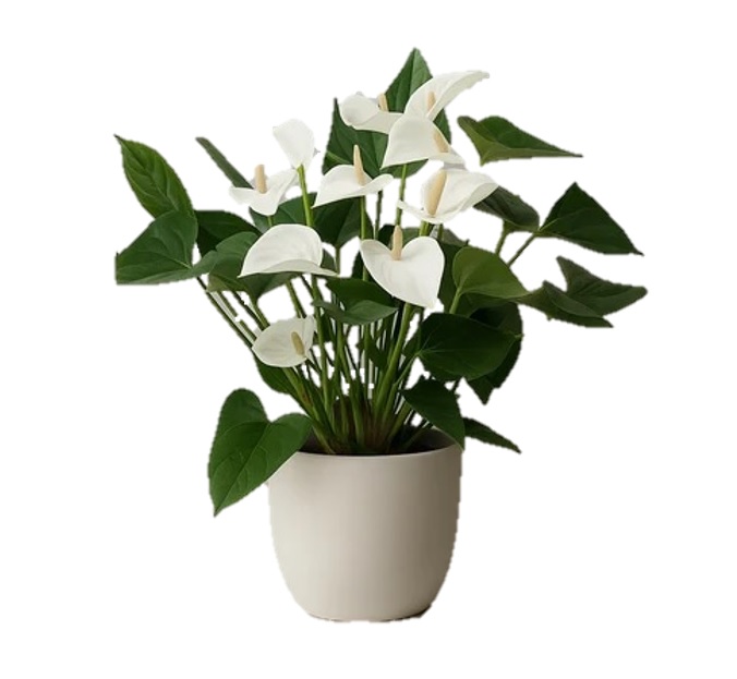 گل-آنتوریوم-سفید