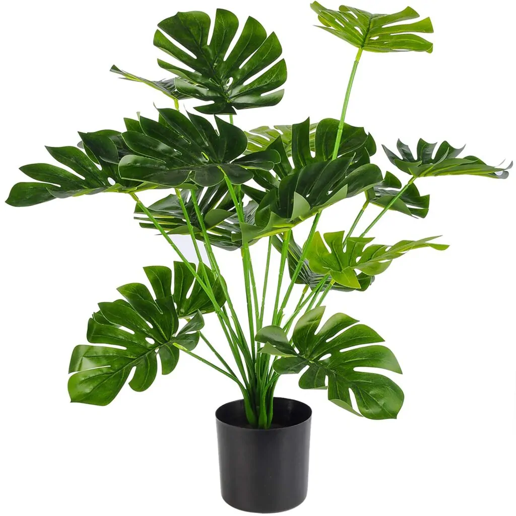 گیاه-مونسترا