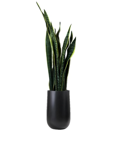 سانسوریا با گلدان فایبر گلاس