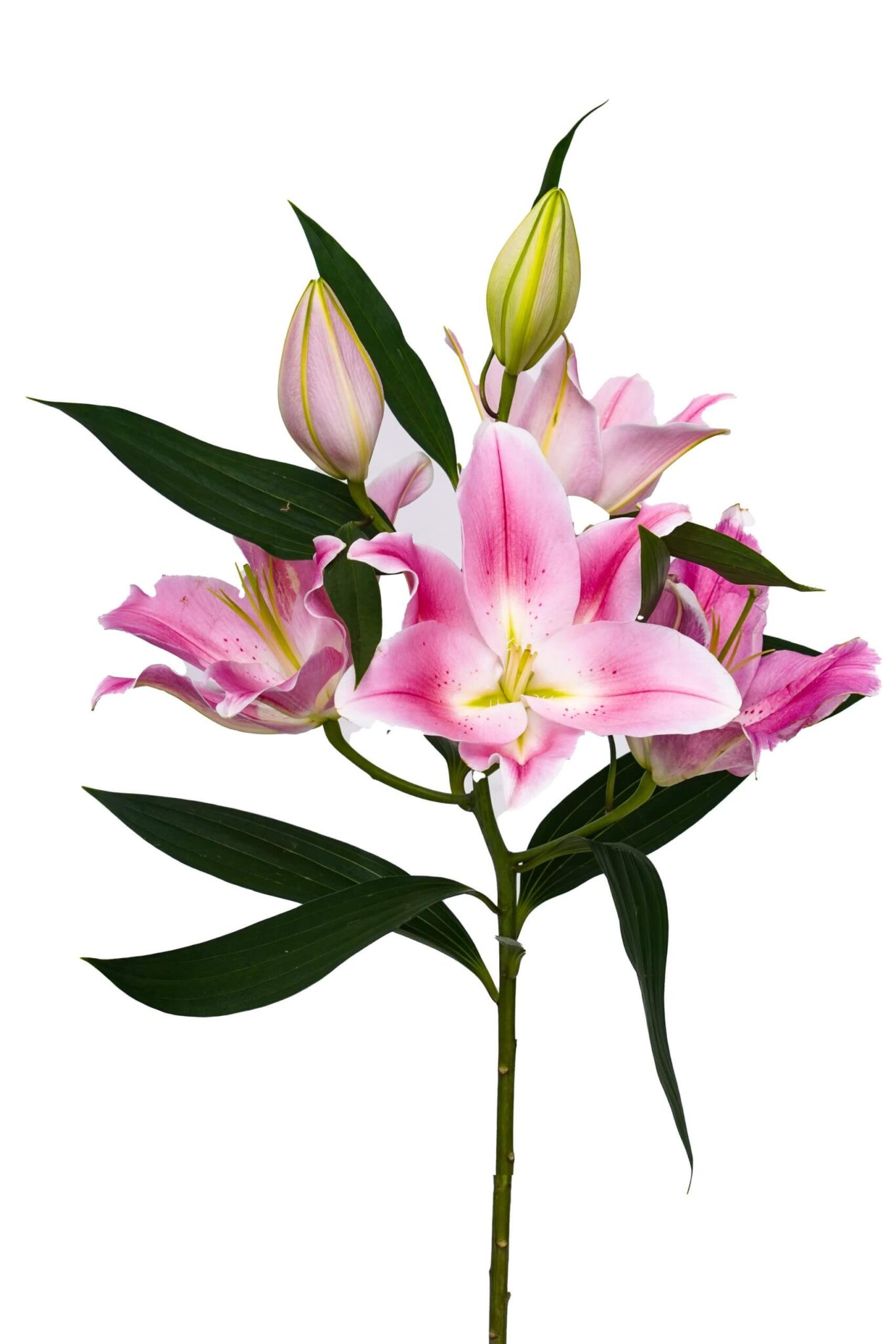 شاخه-گل-لیلیوم-صورتی