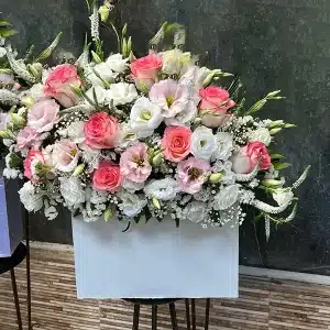 باکس-گل-سِلا