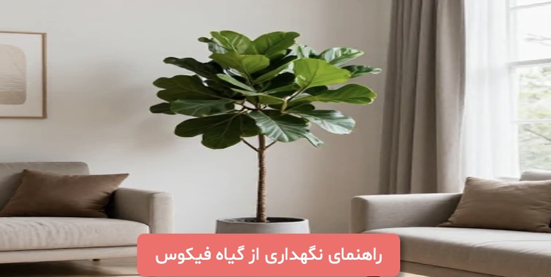 راهنمای-نگهداری-از-گیاه-فیکوس-گلدونچی
