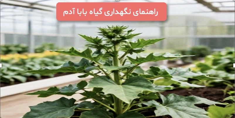 راهنمای-نگهداری-گیاه۰باباادم