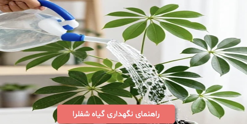 راهنمای-نگهداری-گیاه-شفلرا