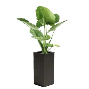 گیاه-باباآدم-گلدان-لوکس-مستطیلی