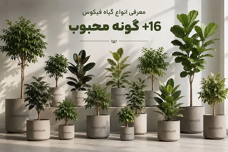 انواع گیاه فیکوس