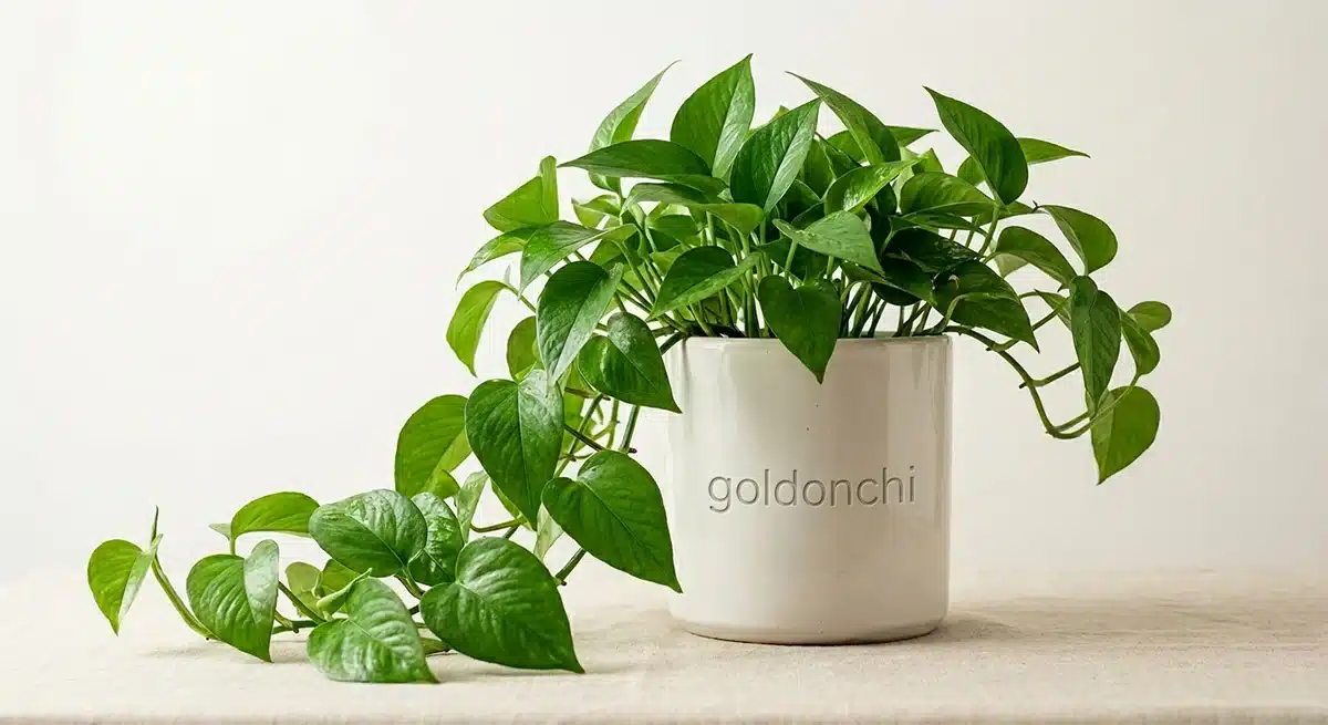 خرید-گیاه-پتوس-از-گلدونچی