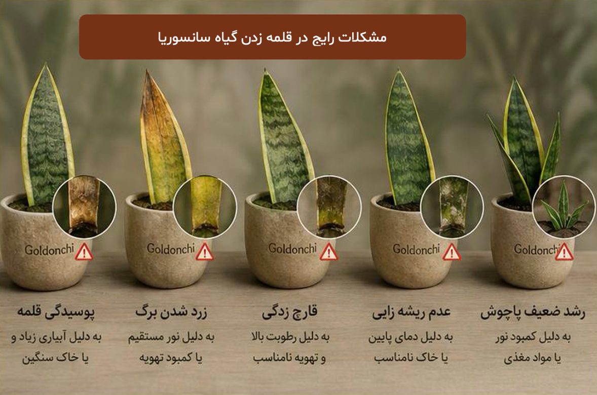 مشکلات-رایج-قلمه-زدن-سانسوریا