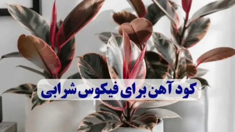 کود-آهن-فیکوس-شرابی