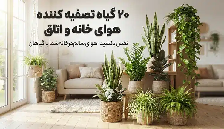 گیاه-تصفیه-کننده-هوا