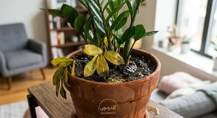 زرد شدن برگ زاموفیلیا