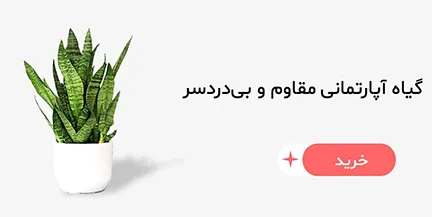 گیاه آپارتمانی مقاوم و بی دردسر گلدونچی